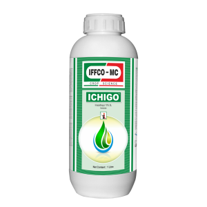 ICHIGO